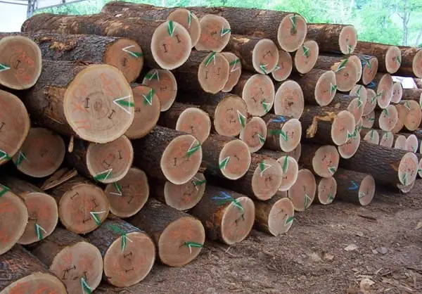 Oak Log Exporters in China