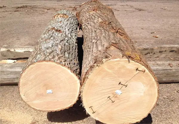 Red Oak Exporters in Indonesia