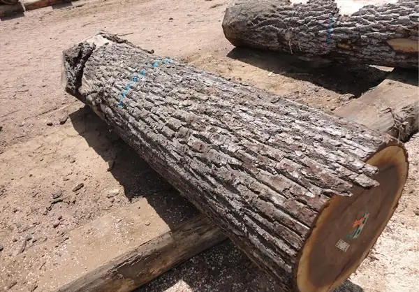 Walnut Exporters in China