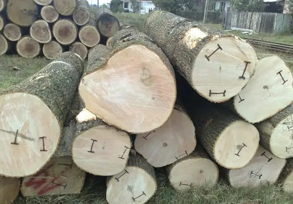 White Oak Exporters in India