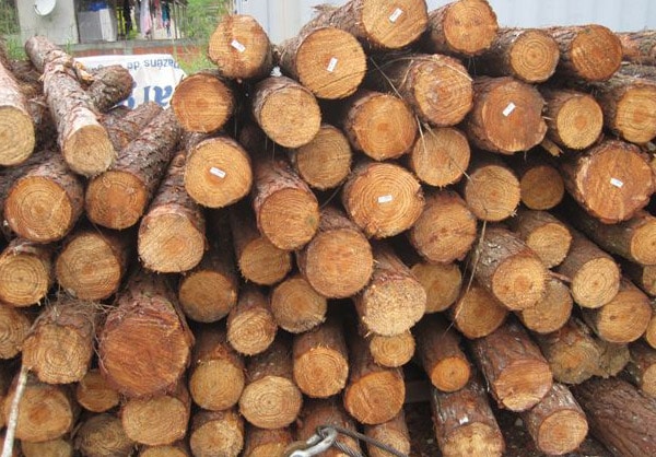 Southern Yellow Pine Exporters in China